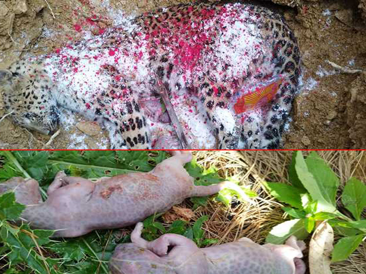 पासोमा परेर मरेको चितुवा गर्भवती रहेको खुलासा,मृतक चितुवाको पेटमा दुई बच्चा भेटिए 